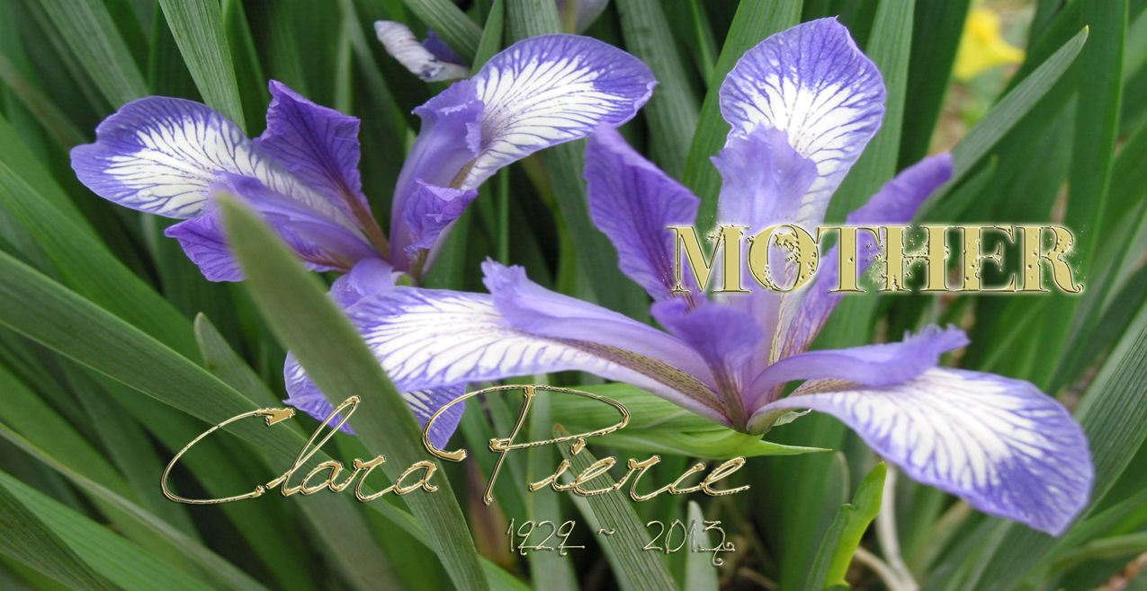 Iris (Clara Pierce) PROOF